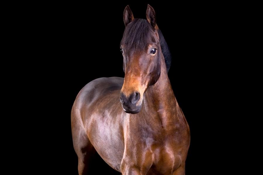 Welsh Cob (sec D) Avonvalley Lara-Croft billede 12