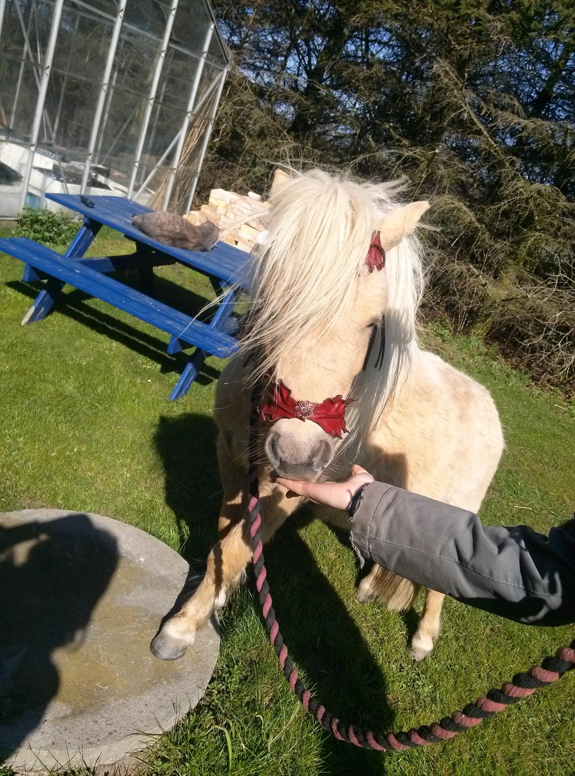 Shetlænder Damn Right billede 2