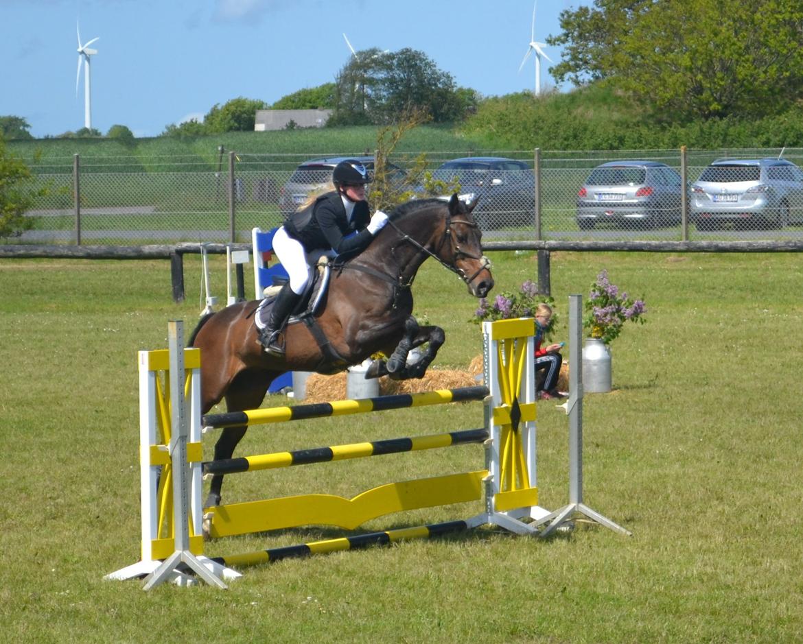 Dansk Varmblod Cocktail billede 20