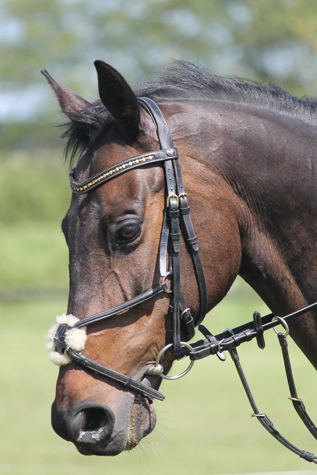 Dansk Varmblod Cocktail billede 21