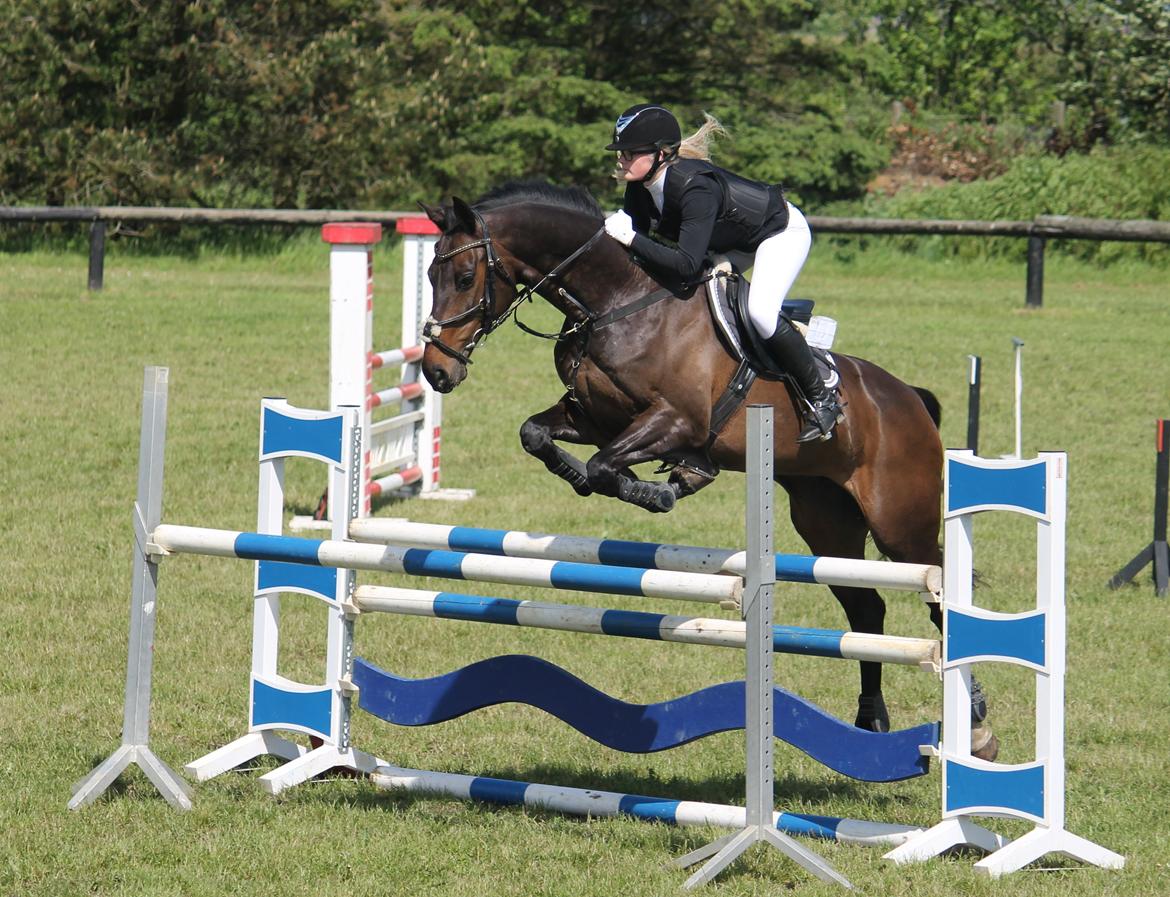 Dansk Varmblod Cocktail billede 23