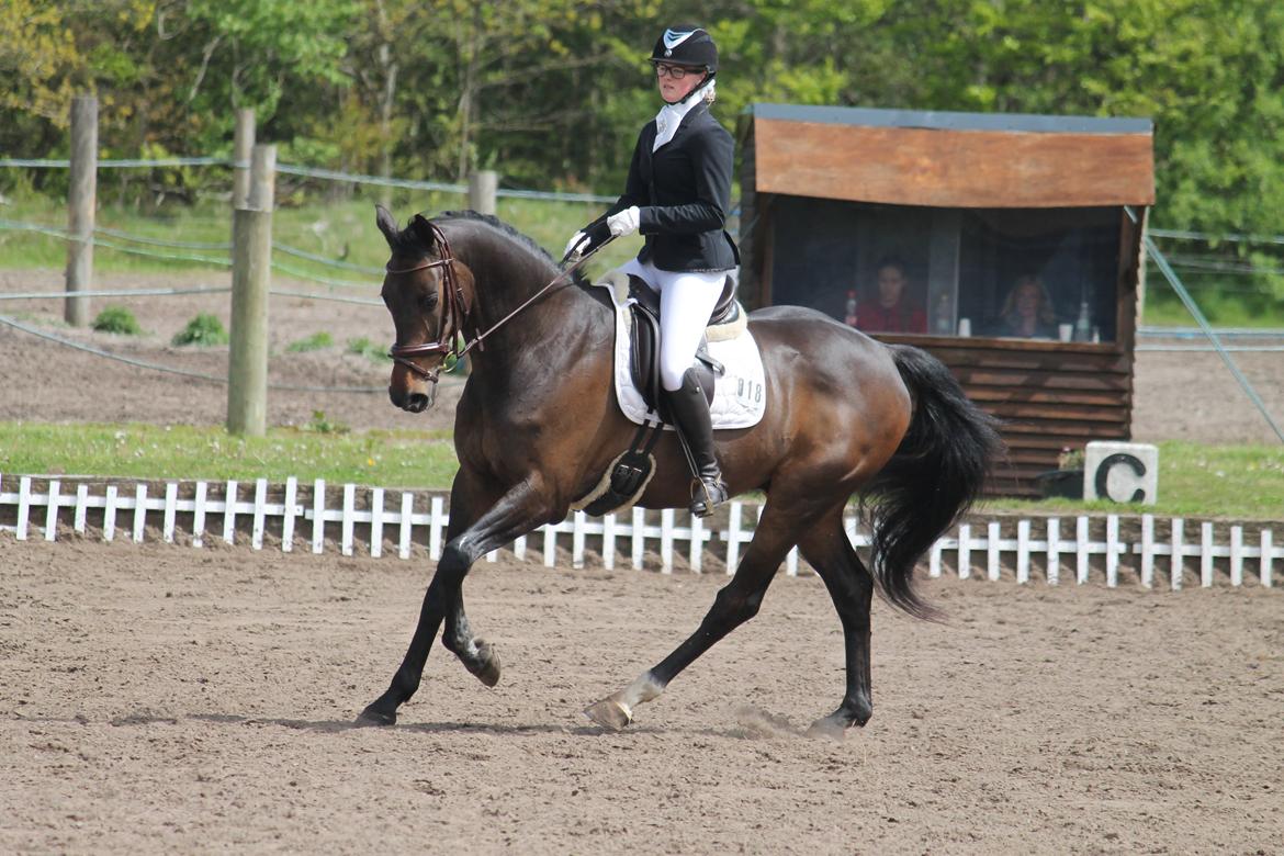 Dansk Varmblod Cocktail billede 29