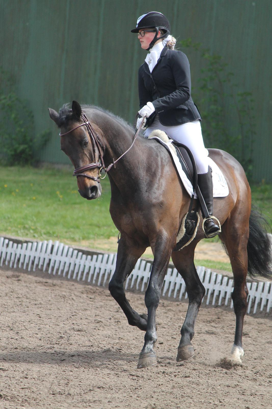 Dansk Varmblod Cocktail billede 33