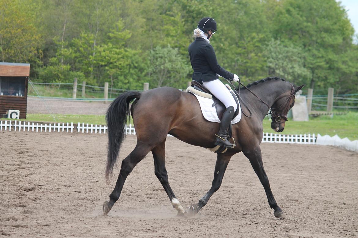 Dansk Varmblod Cocktail billede 34