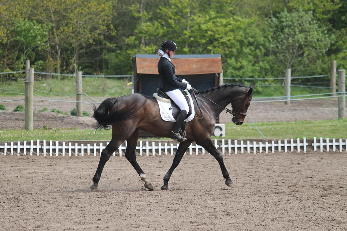 Dansk Varmblod Cocktail billede 30