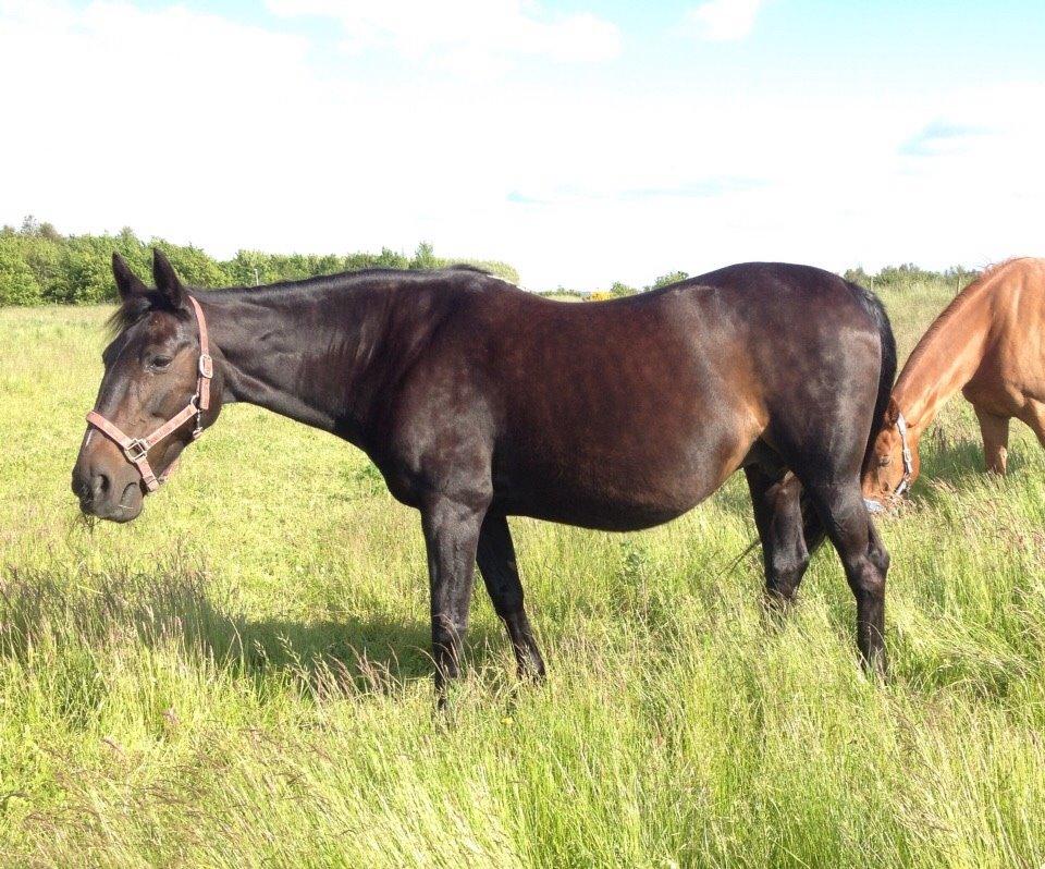 Dansk Varmblod Forza Enshøj (Tykke)  billede 16