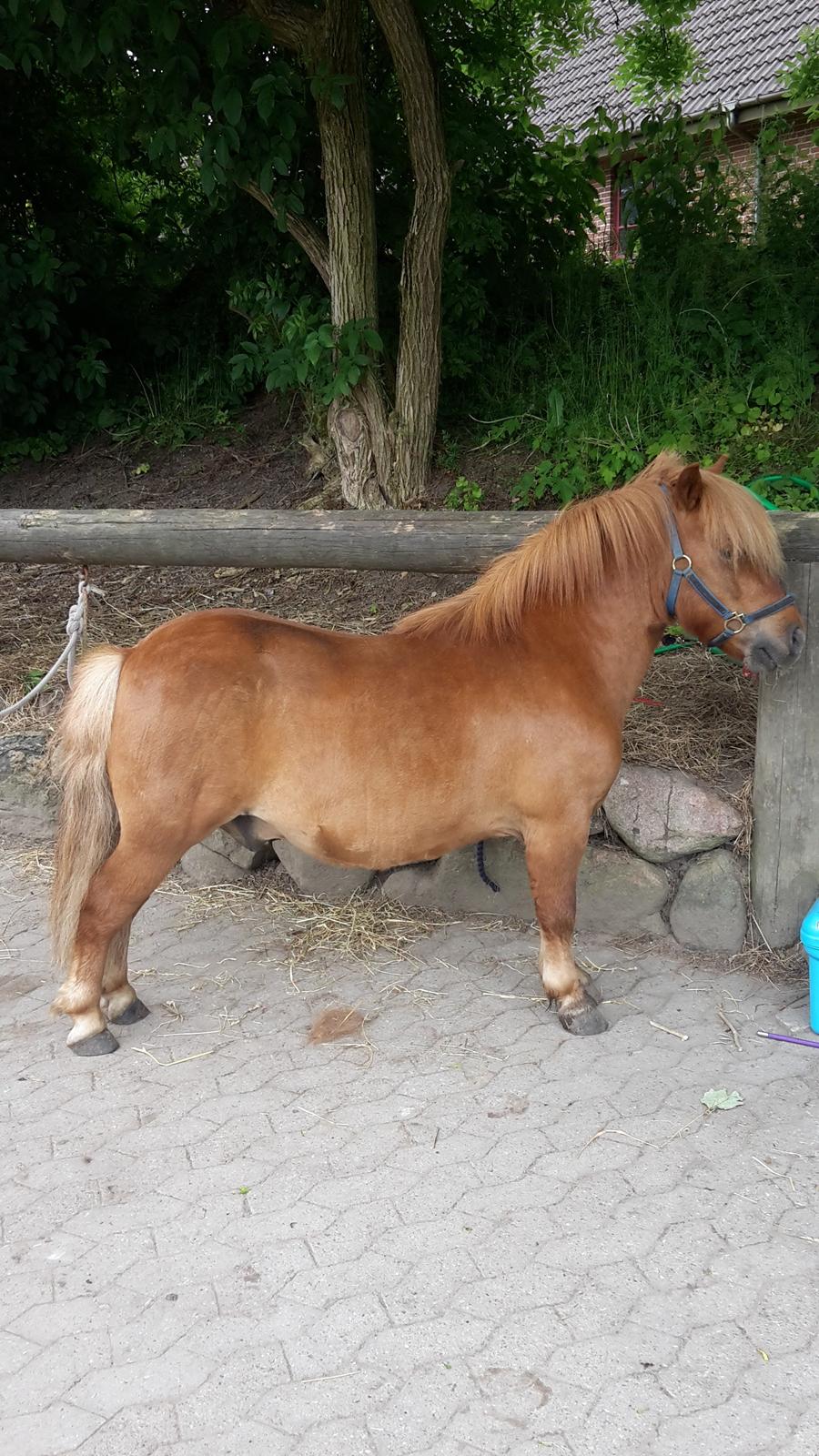 Shetlænder Bølle <3 billede 18