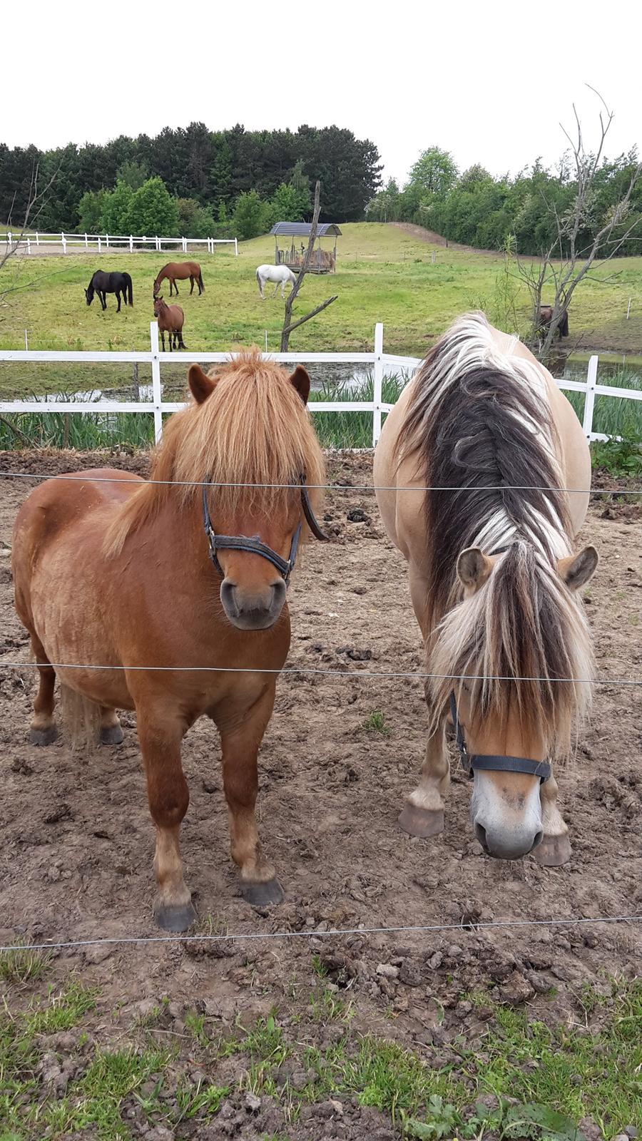 Shetlænder Bølle <3 billede 20