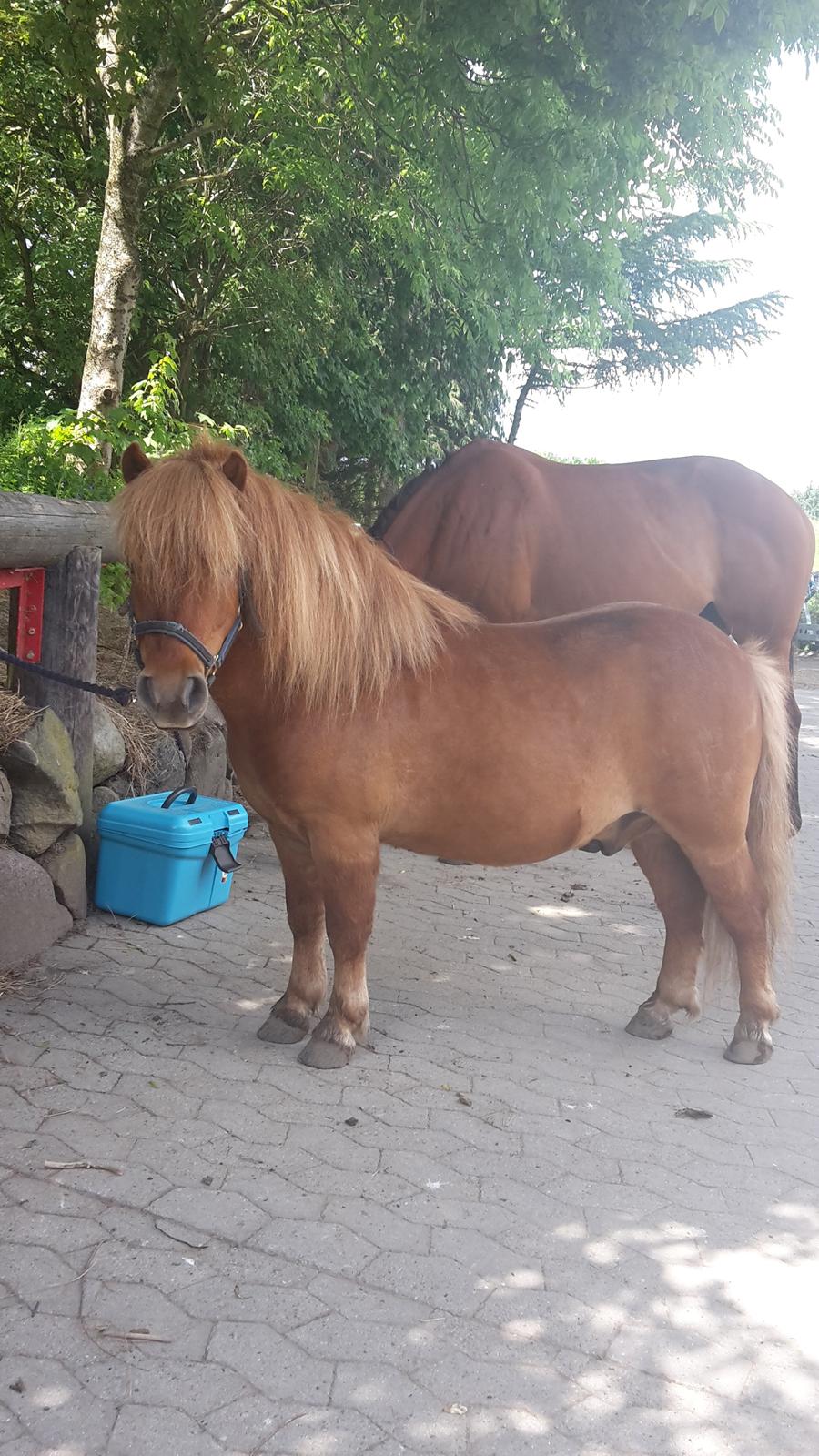 Shetlænder Bølle <3 billede 1