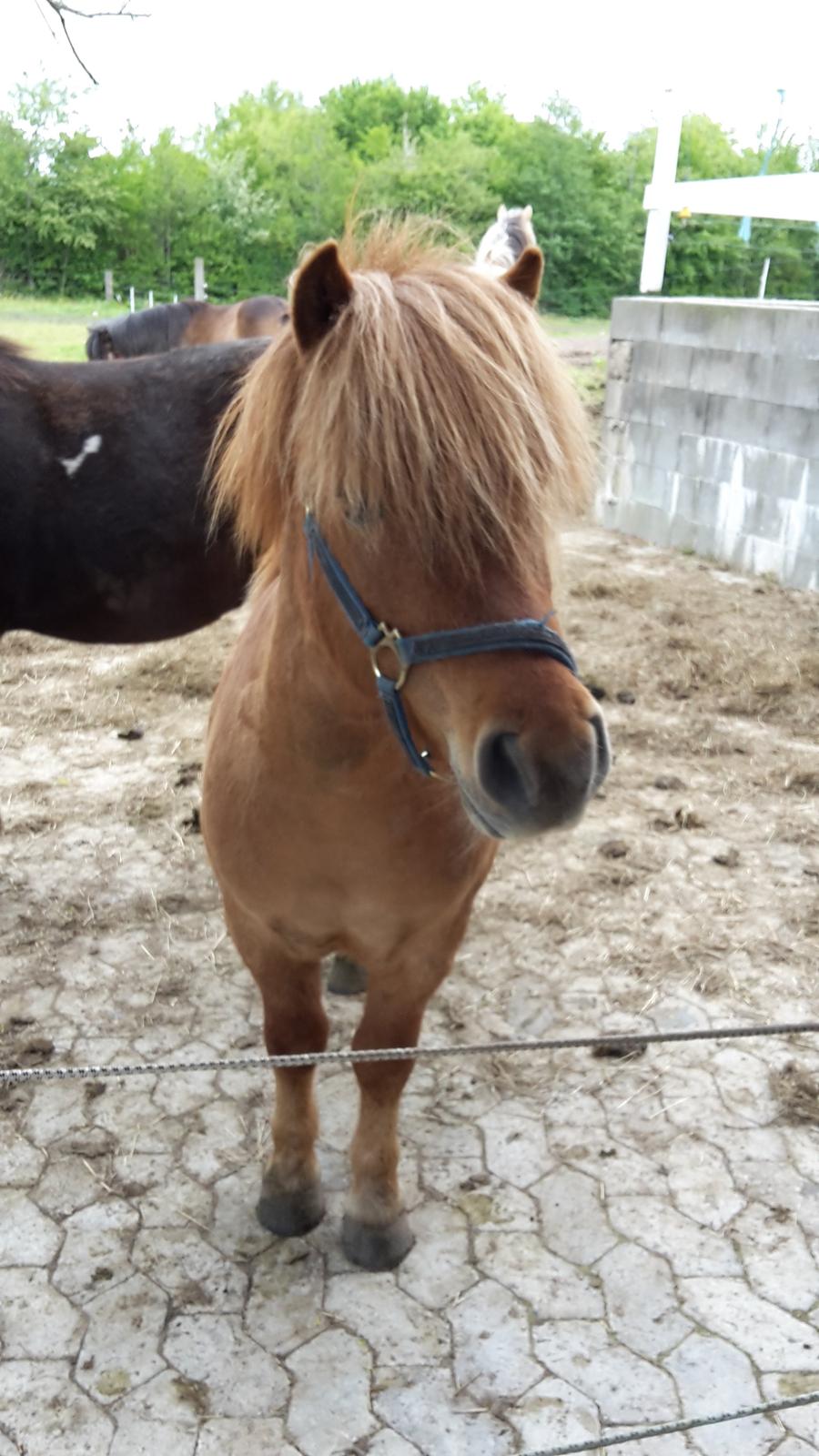 Shetlænder Bølle <3 billede 2