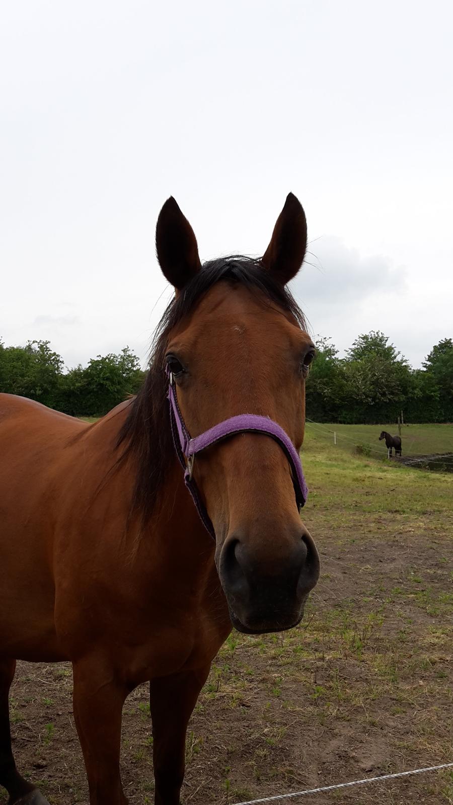 Fuldblod (XX) Lady Dominique <3 solgt billede 1