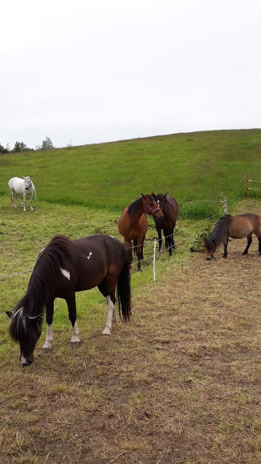 Fuldblod (XX) Lady Dominique <3 solgt billede 12