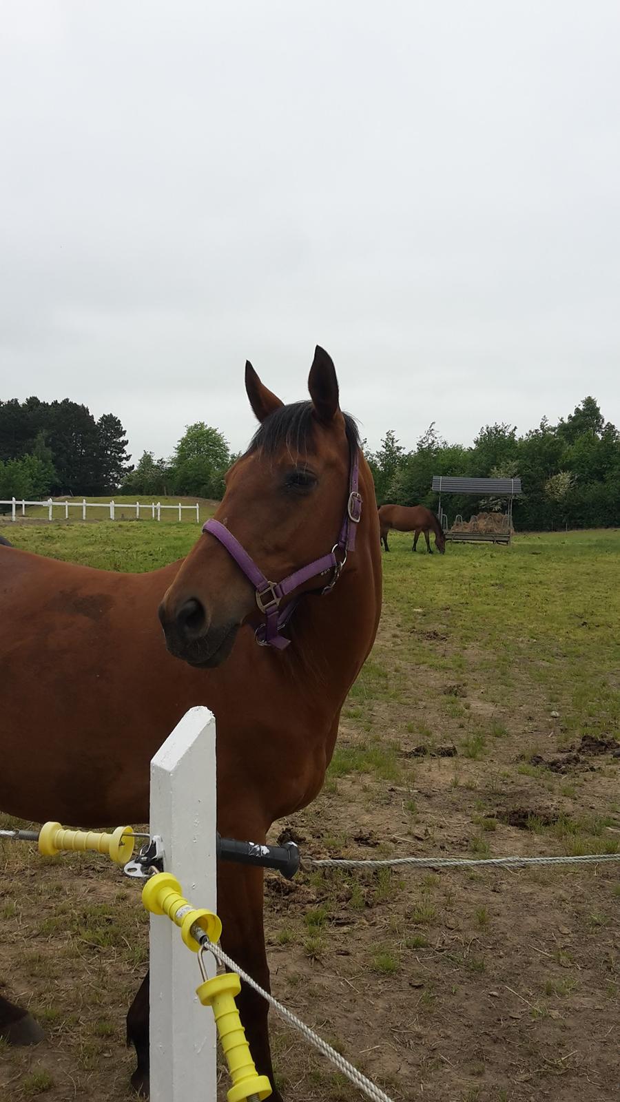 Fuldblod (XX) Lady Dominique <3 solgt billede 14