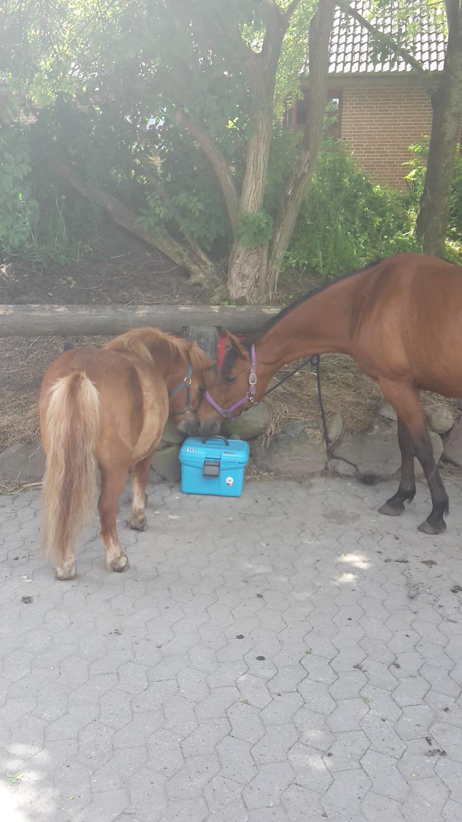 Fuldblod (XX) Lady Dominique <3 solgt billede 18