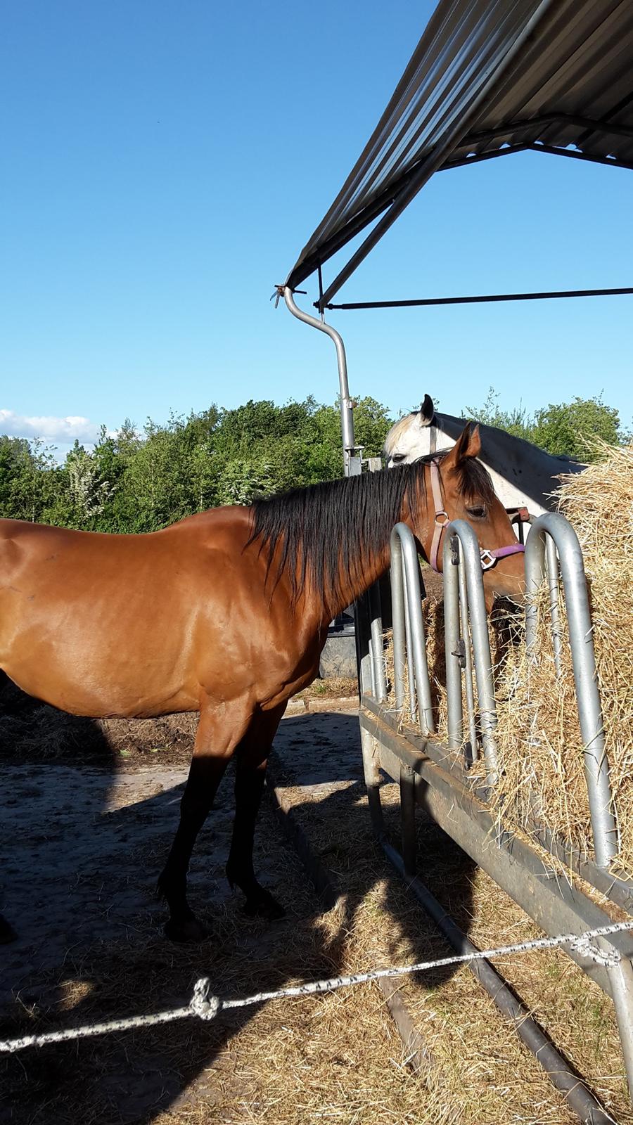 Fuldblod (XX) Lady Dominique <3 solgt billede 19