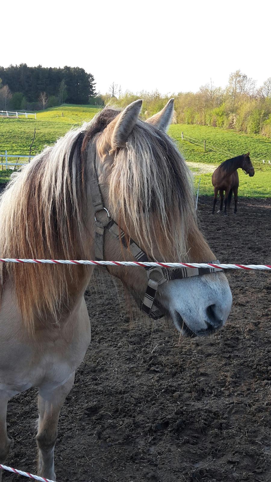 Anden særlig race Dunkans Galina<3 solgt billede 1