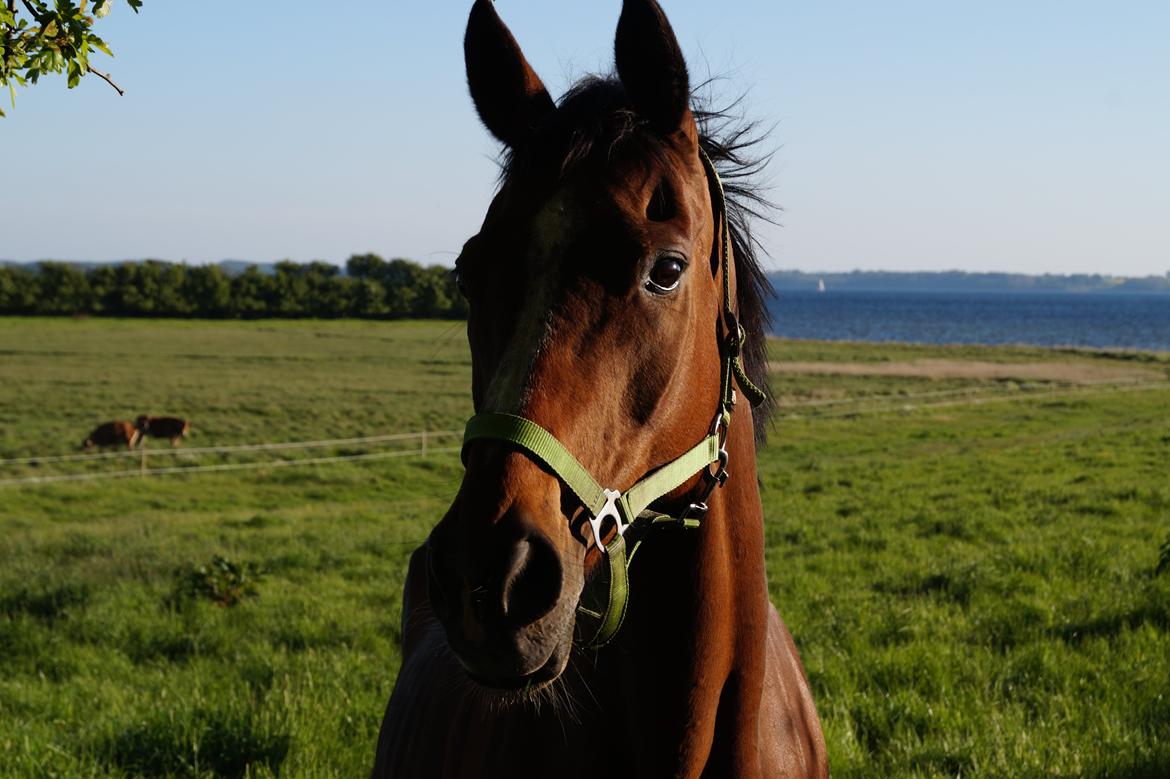 Fuldblod (XX) Blue Line Lady billede 1