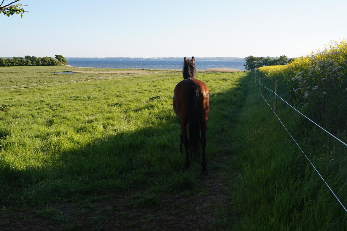 Fuldblod (XX) Blue Line Lady - Blue nyder udsigten på hendes fold <3  billede 2