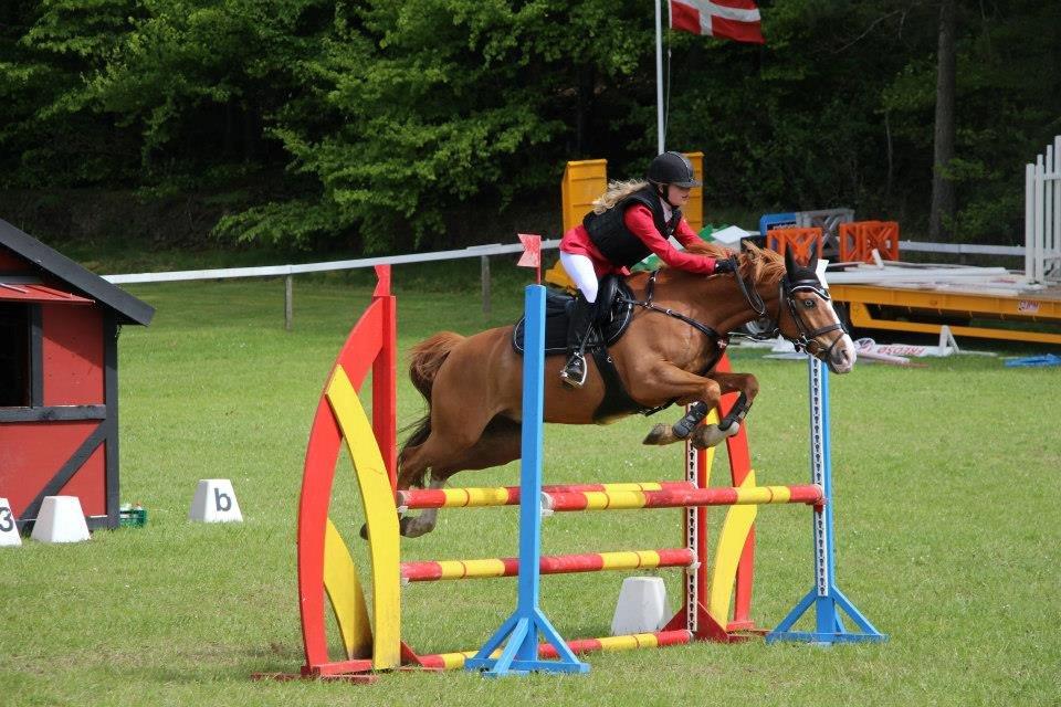 Anden særlig race Armarni - Morsø 2015 billede 2