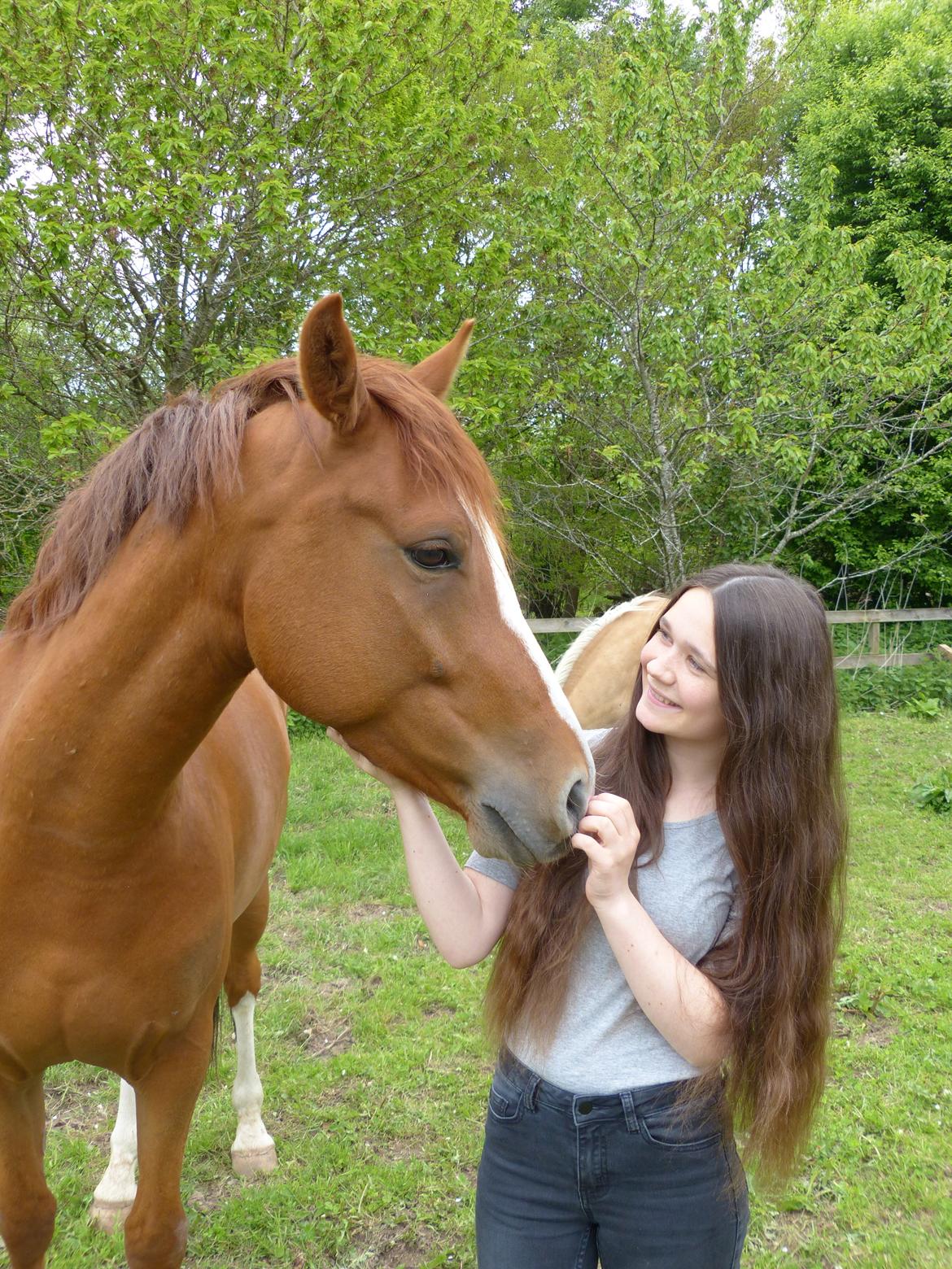 Welsh Partbred (Sec F) Stillebaekkens Monogramm billede 2