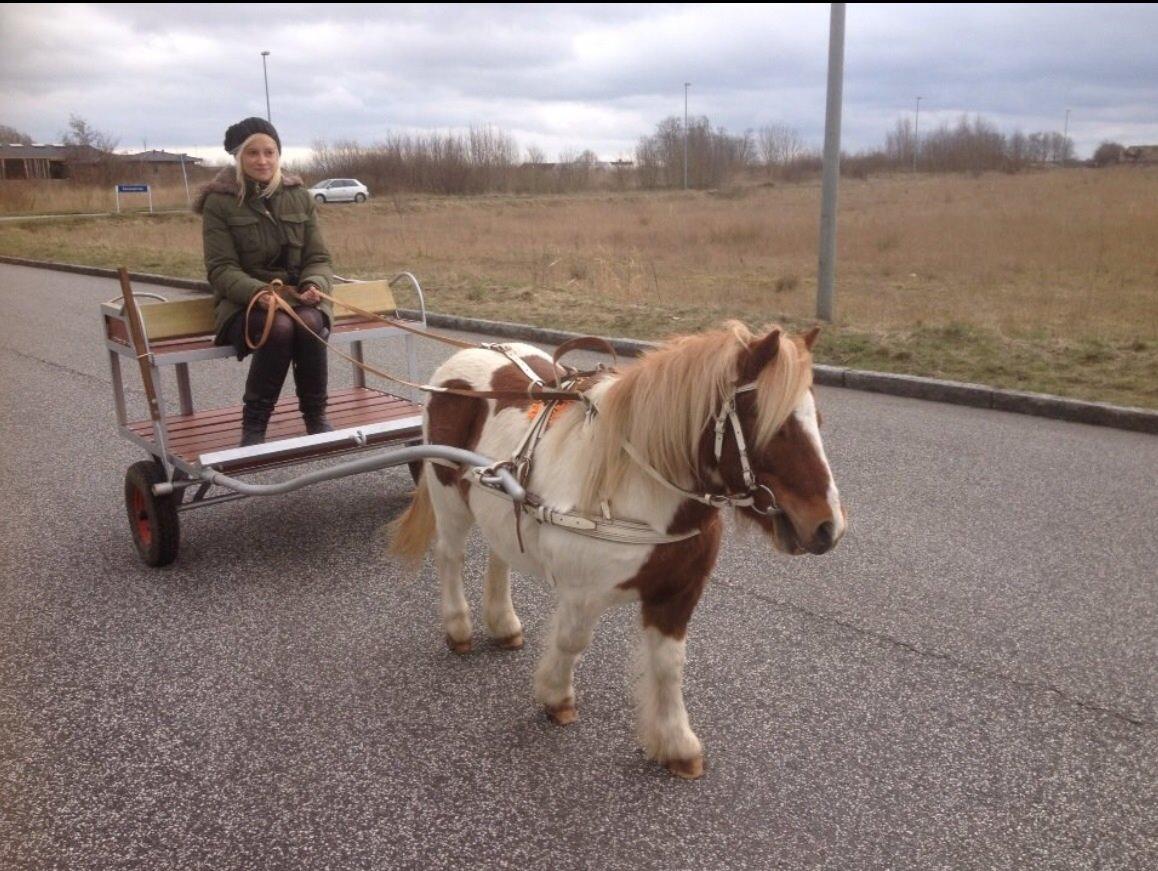Shetlænder Laban billede 6