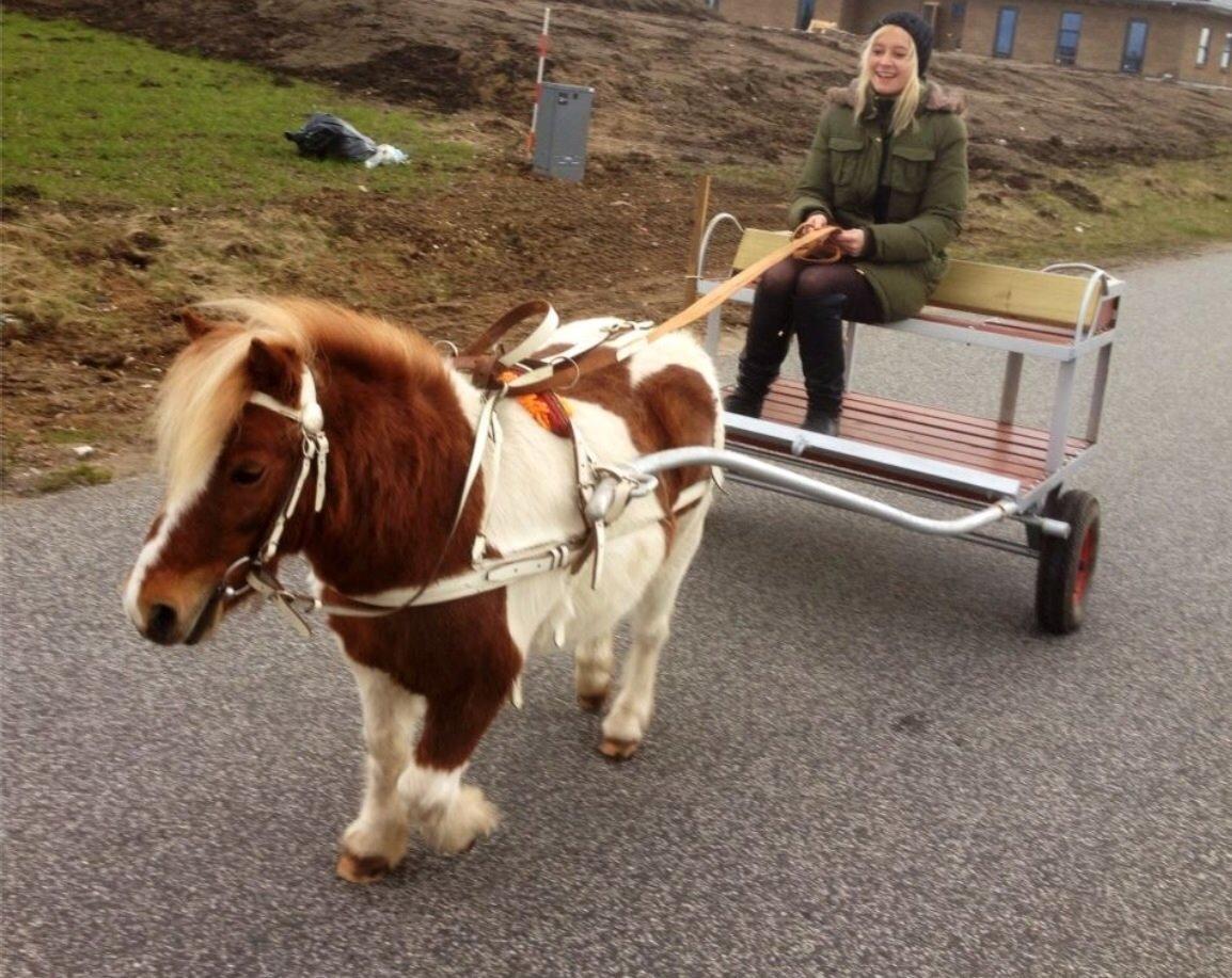 Shetlænder Laban billede 7