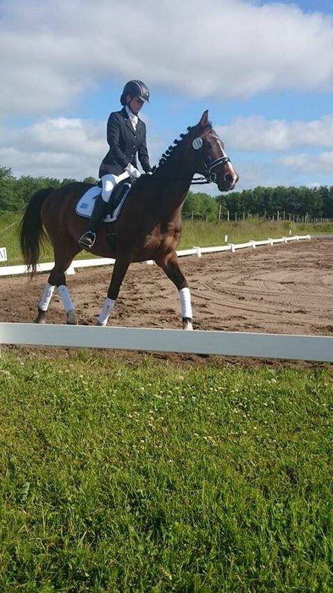 Dansk Varmblod njd/skovly's filuca billede 17