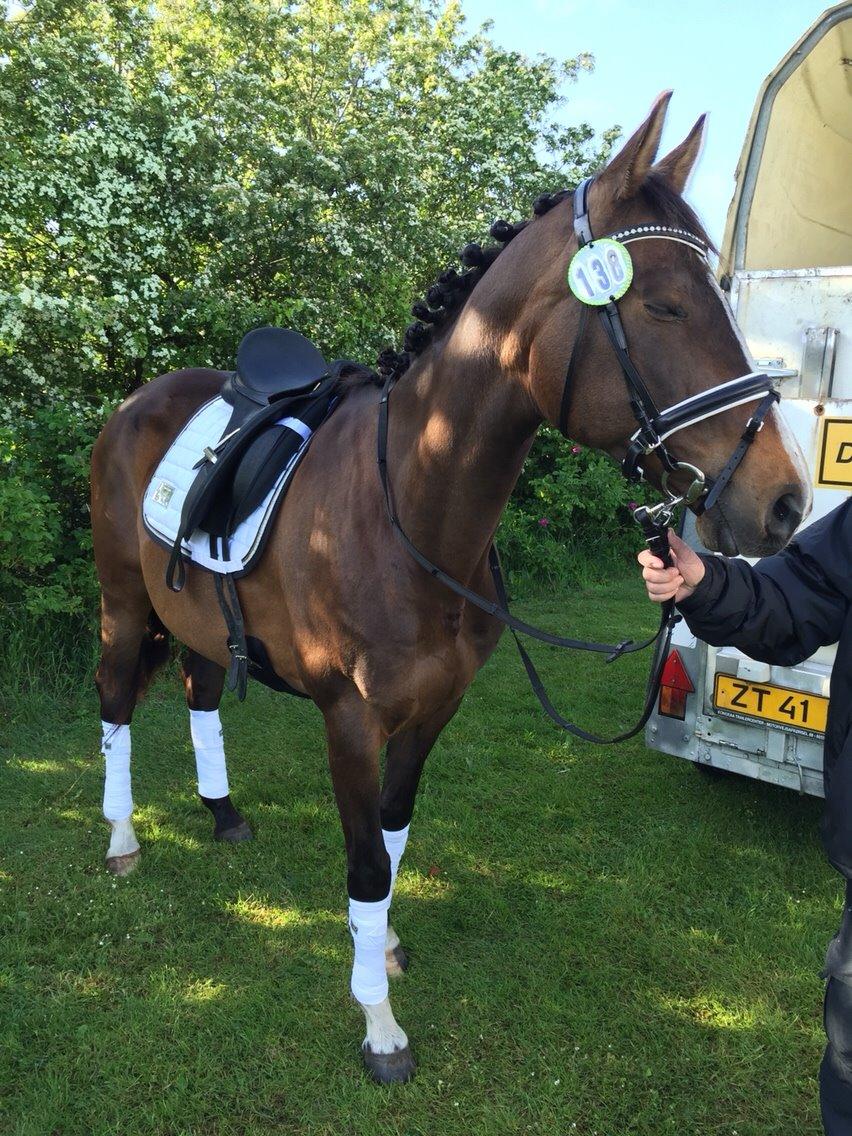 Dansk Varmblod njd/skovly's filuca billede 18