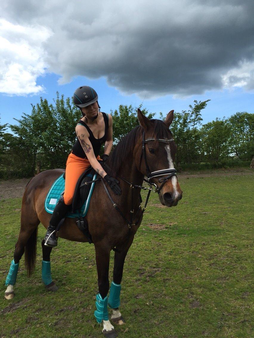 Dansk Varmblod njd/skovly's filuca billede 19