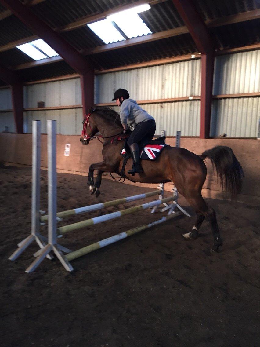 Dansk Varmblod njd/skovly's filuca billede 21