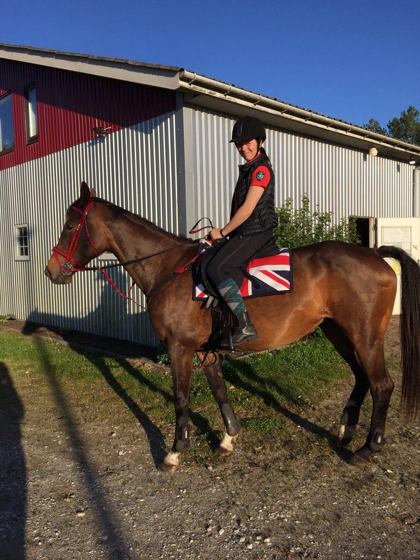 Dansk Varmblod njd/skovly's filuca billede 20