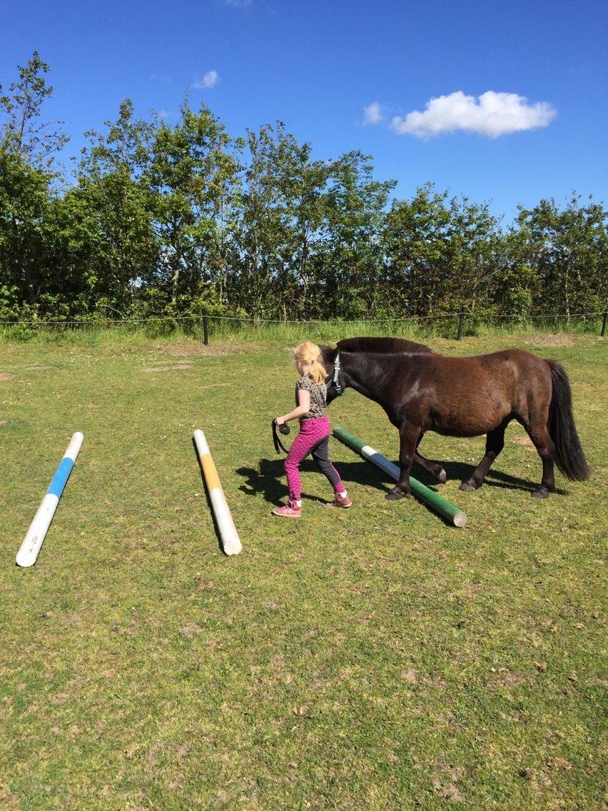 Anden særlig race Tornado billede 1