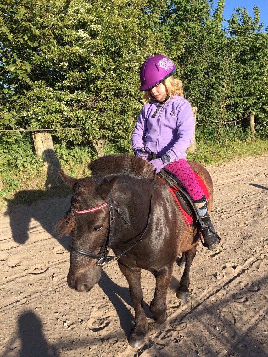 Anden særlig race Tornado billede 2
