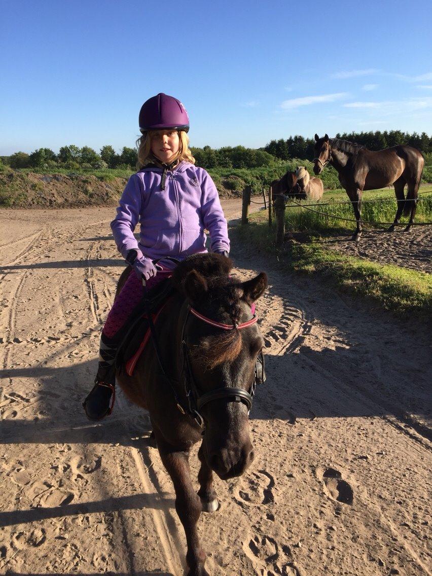 Anden særlig race Tornado billede 3