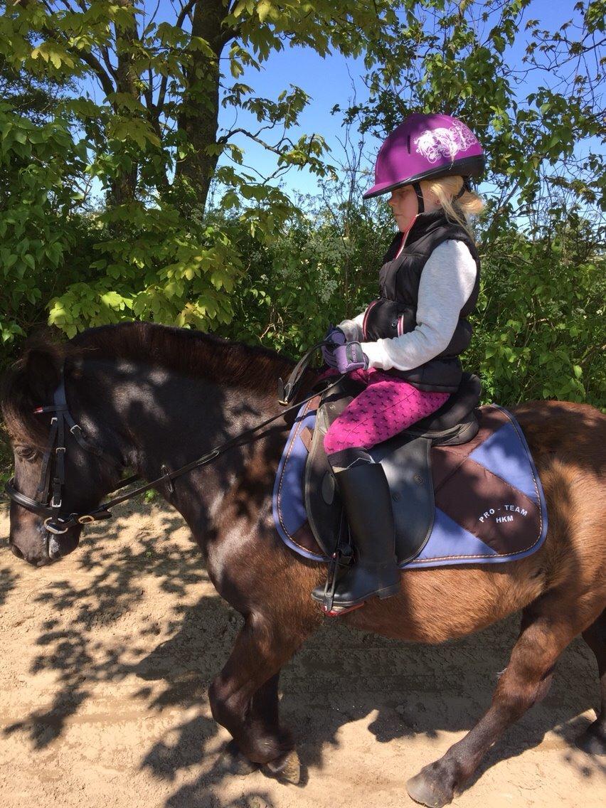 Anden særlig race Tornado billede 5