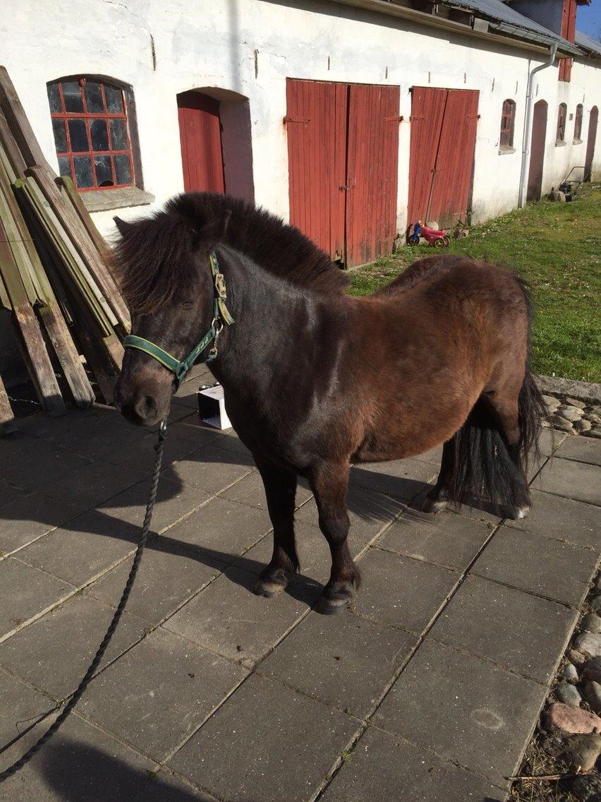 Anden særlig race Tornado billede 10