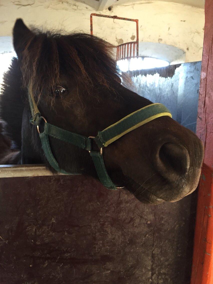 Anden særlig race Tornado billede 12