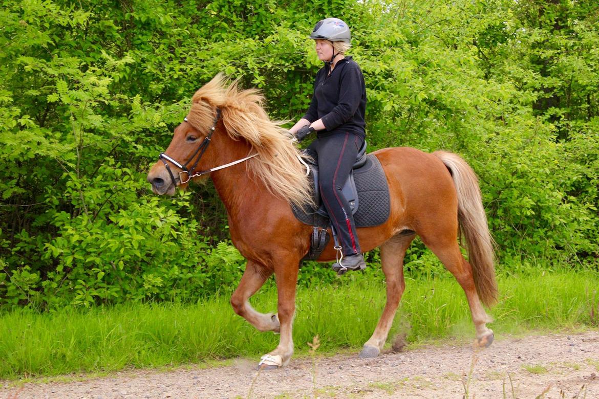 Islænder Glóa fra Lundhede billede 8