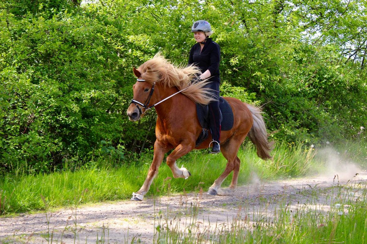 Islænder Glóa fra Lundhede billede 7
