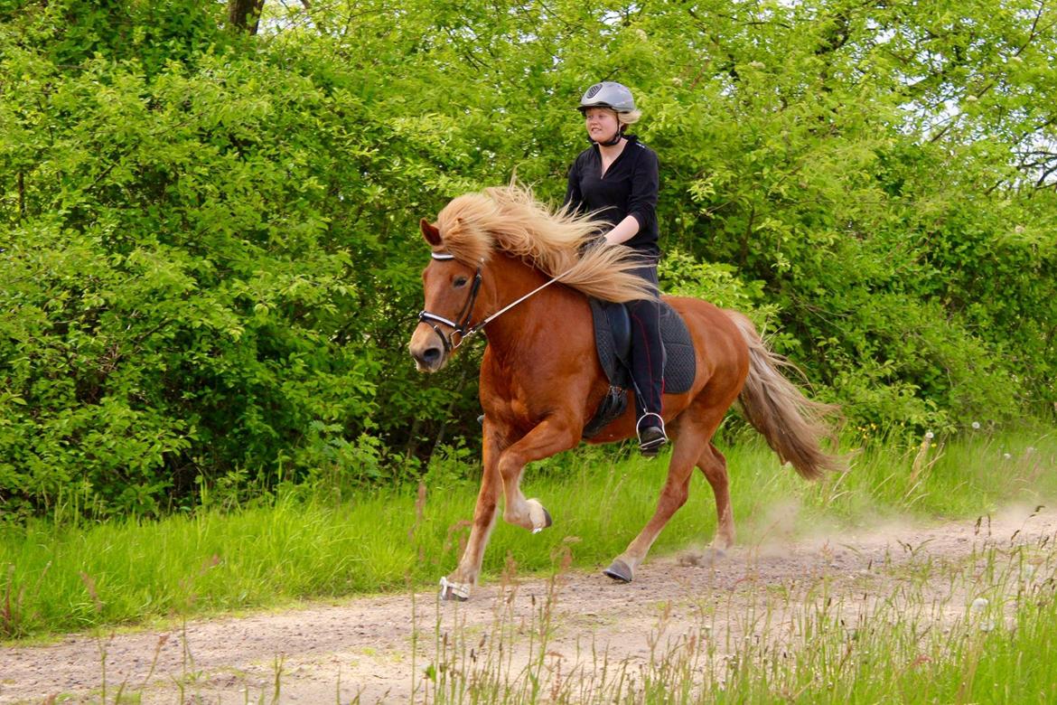 Islænder Glóa fra Lundhede billede 1