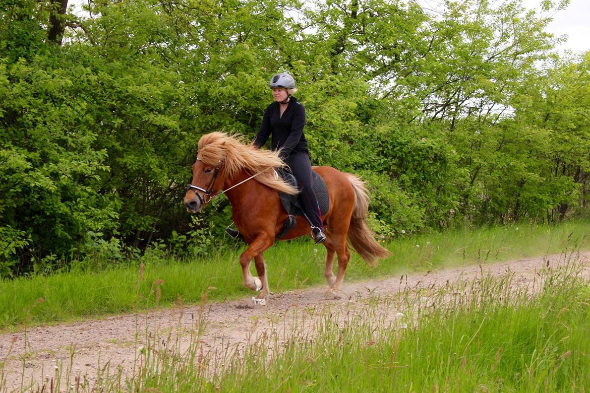 Islænder Glóa fra Lundhede billede 12