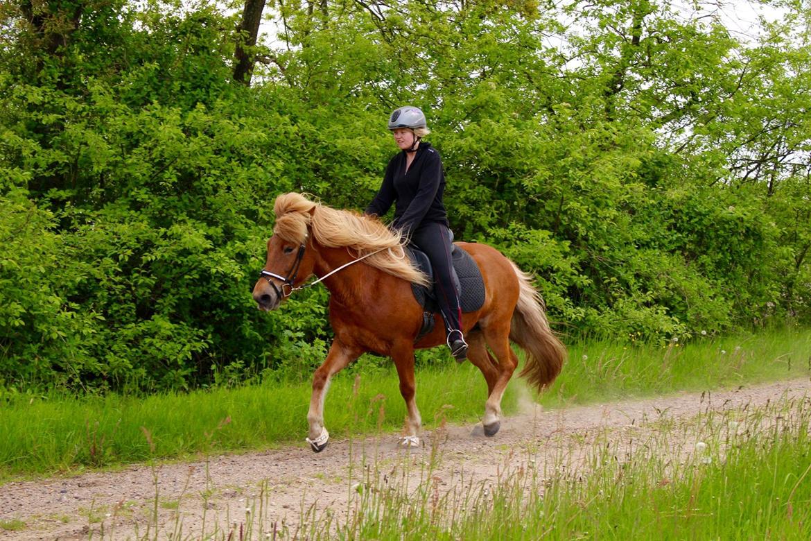 Islænder Glóa fra Lundhede billede 13