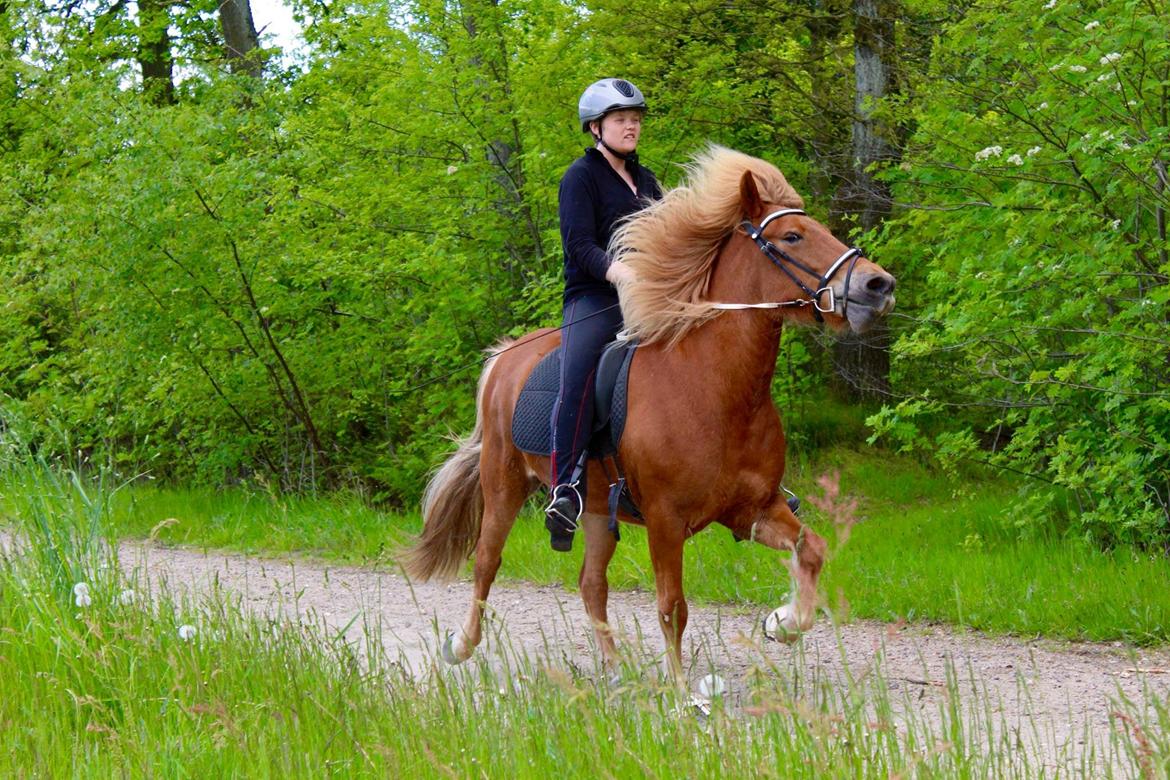Islænder Glóa fra Lundhede billede 10