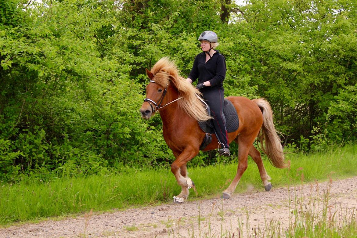 Islænder Glóa fra Lundhede billede 9