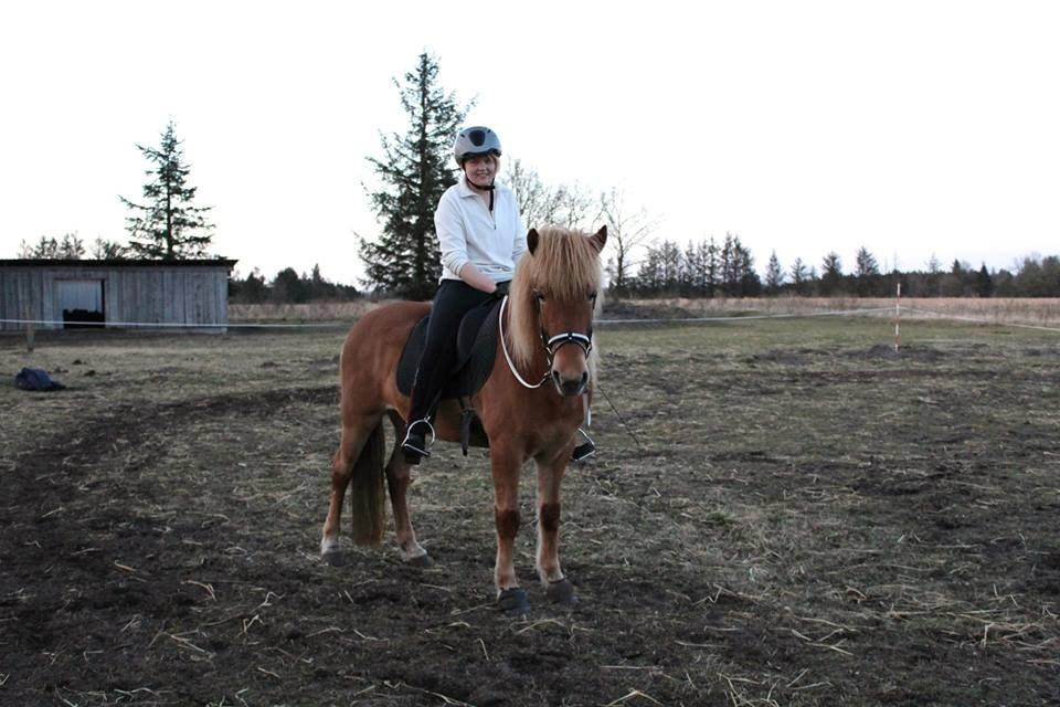 Islænder Glóa fra Lundhede billede 15