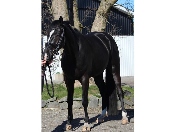 {{currentPhoto.altText}} billede {{currentPhoto.number}}