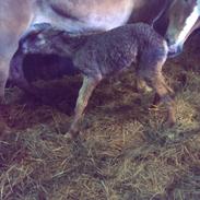 Haflinger Angel Lindegaard
