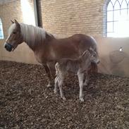 Haflinger Angel Lindegaard