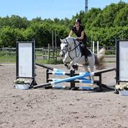 Fell pony Kerbeck Smoke'n'Fire