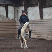 Fjordhest Max af bakkely